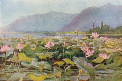 Gigli di loto sul Lago Dal da Unbekannt Unbekannt